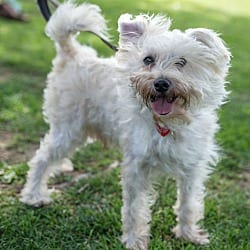 Photo of Peter, adoptable Poodle (Miniature) Schnauzer (Miniature) in Beverly Hills, California