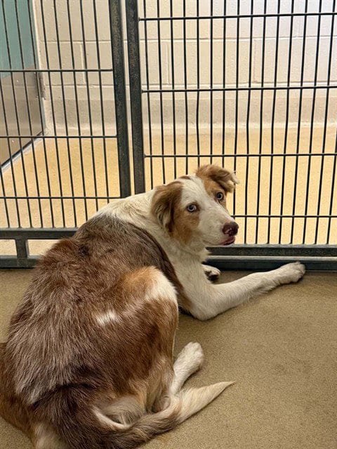 Photo of Kathy, adoptable Border Collie in Lompoc, California