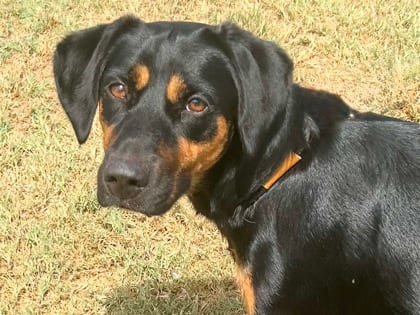 Photo of Juniper, adoptable dog in Georgetown, Texas
