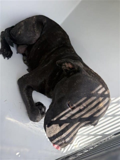 Photo of Senior Pit Bull Terrier, adoptable Pit Bull Terrier in Houston, Texas