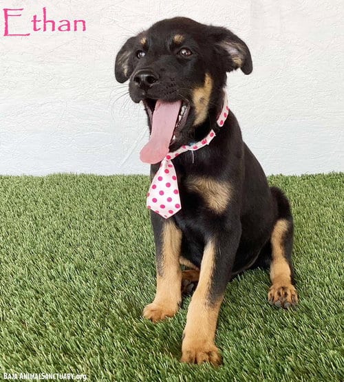 Photo of Ethan, adoptable Rottweiler in San Diego, California