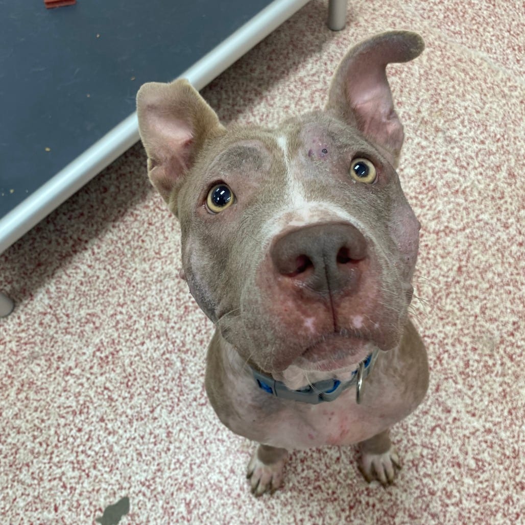 Photo of Boo, adoptable Terrier, American Pit Bull in Houston, Texas