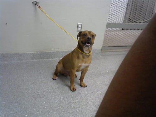 Photo of Mikey, adoptable Labrador Retriever in Pasadena, Texas