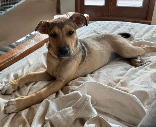 Photo of Lil, adoptable American Pit Bull Terrier in Albuquerque, New Mexico