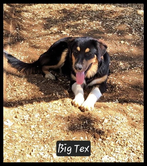 Photo of Big Tex, adoptable Australian Shepherd in Granbury, Texas