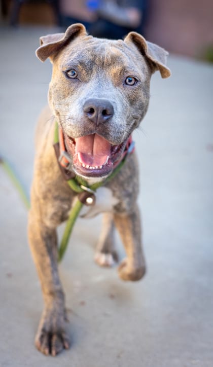 Photo of Pupperoni, adoptable dog in Chamblee, Georgia