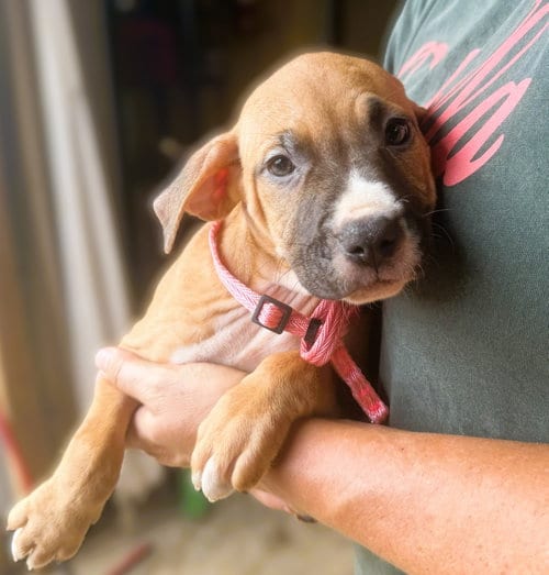 Photo of Love, adoptable Unknown breed (short coat) in Jackson, Mississippi
