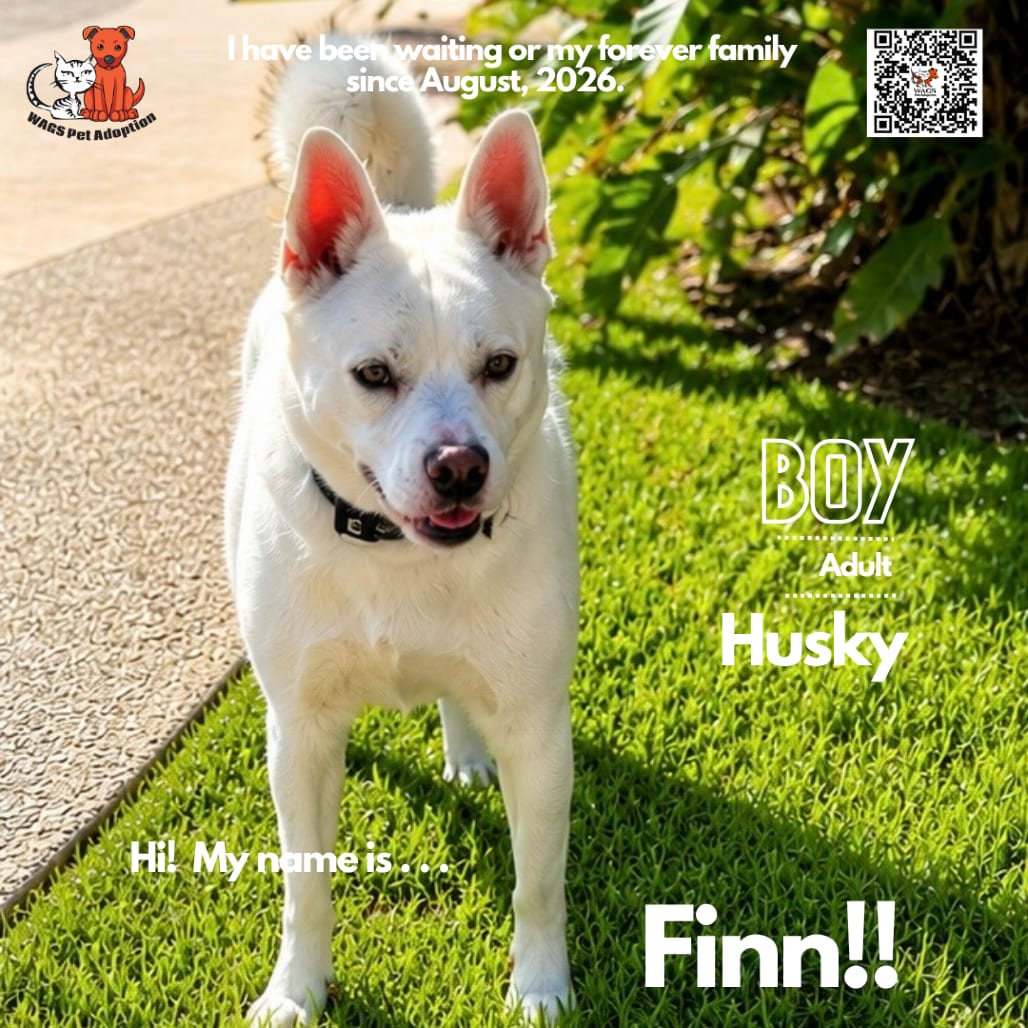 Photo of Finn, adoptable Husky in Westminster, California