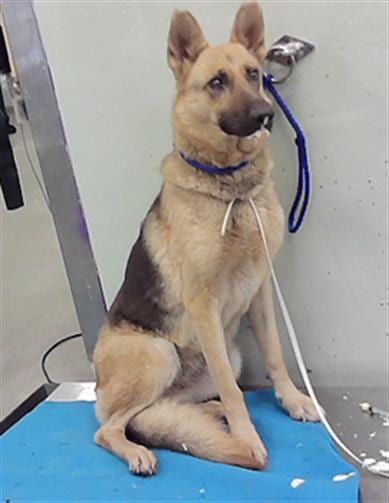 Photo of Kyra, adoptable German Shepherd Dog in Houston, Texas