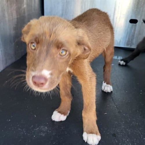 Photo of Peanut Butter, adoptable Labrador Retriever in San Antonio, Texas