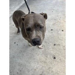 Photo of Cash, adoptable Terrier (Unknown Type, Medium) in Doral, Florida