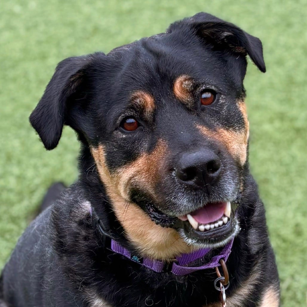 Photo of Boots, adoptable Mixed Breed (Large) in Nashville, Indiana