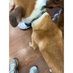 Photo of Billy Bob Thorton, adoptable Mixed Breed (Medium) in Baton Rouge, Louisiana