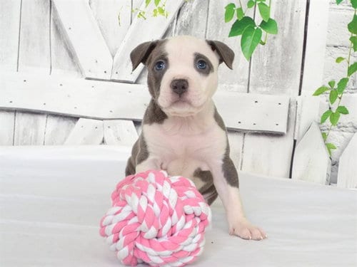 Photo of Lizzo, adoptable Pit Bull Terrier in Oroville, California