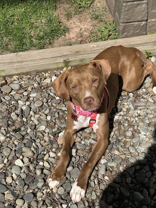 Photo of Pebbles, adoptable Hound in Herndon, Virginia