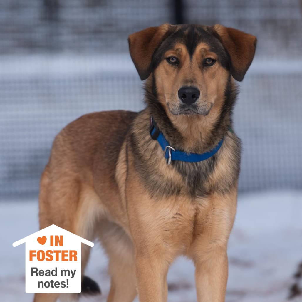 Photo of Forest, adoptable Shepherd, German / Hound in Kanab, Utah