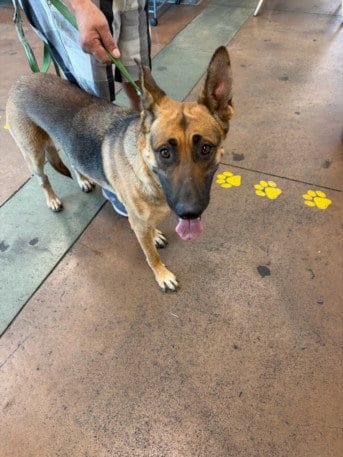 Photo of Sasha, adoptable German Shepherd Dog in Van Nuys, California