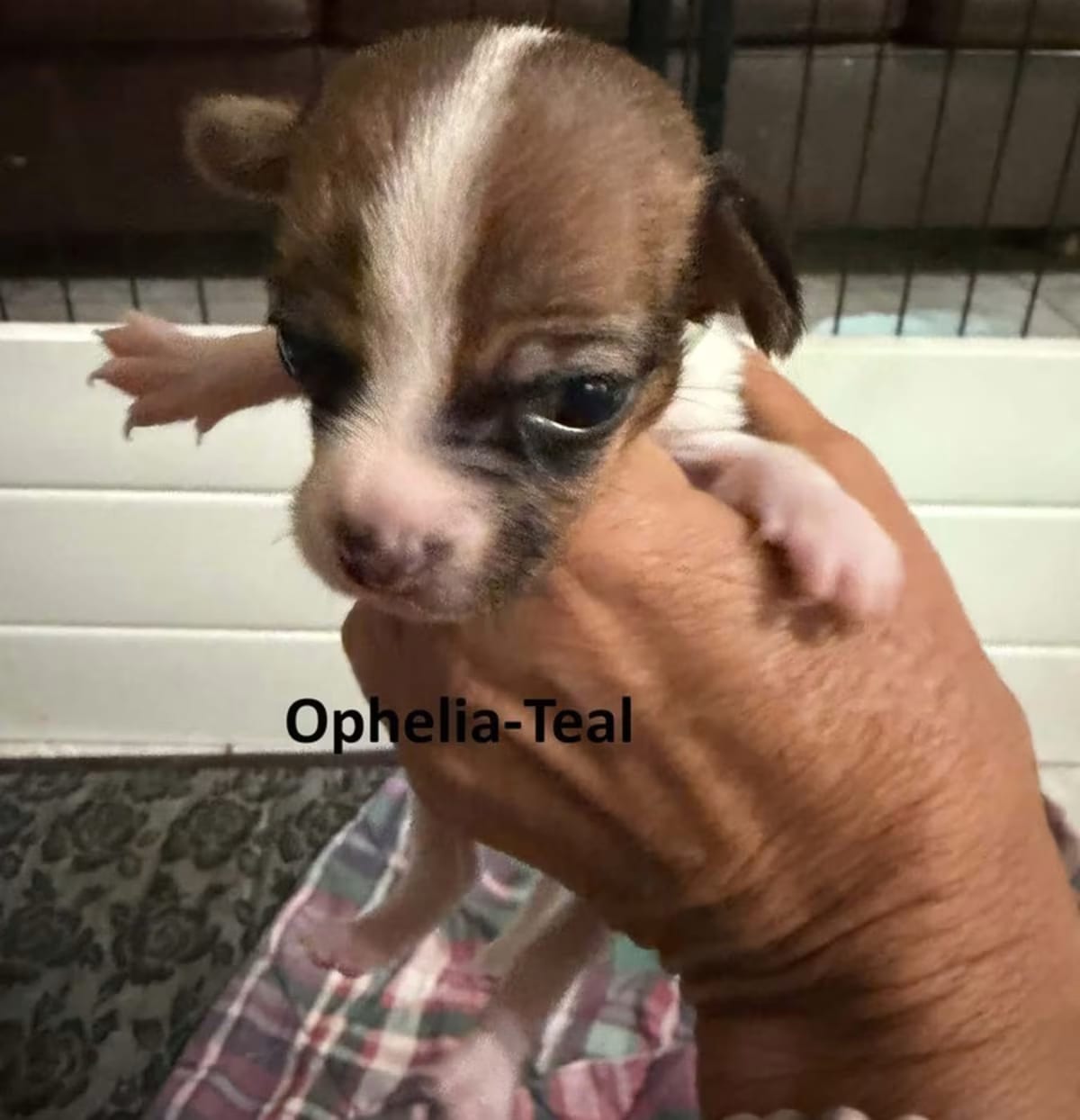 Photo of Ophelia, adoptable Chihuahua in Bristol, Connecticut