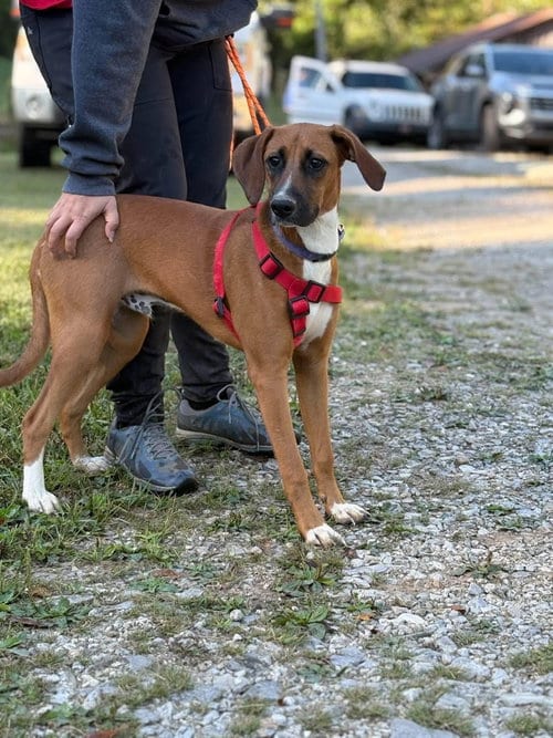 Photo of Fred, adoptable Hound in Westwood, New Jersey