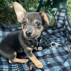 Photo of Baker, adoptable Chihuahua Mixed Breed (Small) in New York, New York