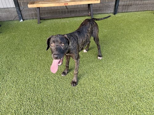Photo of Fish, adoptable Rhodesian Ridgeback in Garland, Texas