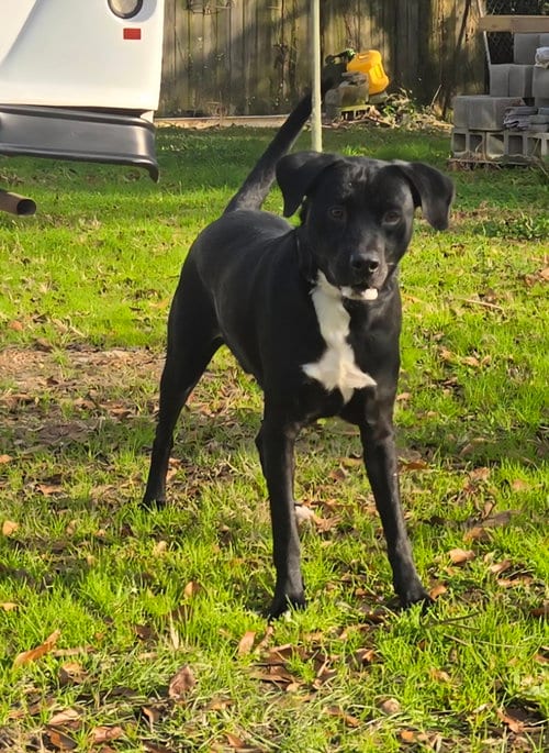Photo of Lucky, adoptable Black Labrador Retriever in Jackson, Mississippi