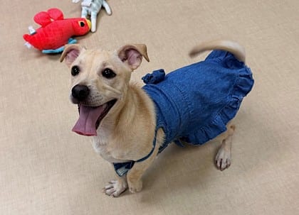 Photo of Xena, adoptable dog in Bakersfield, California