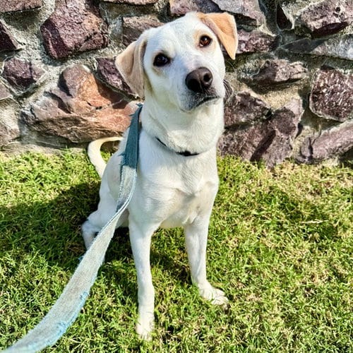 Photo of Dasani, adoptable Labrador Retriever in St Louis, Missouri