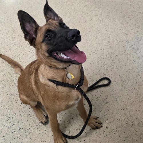 Photo of Caimen, adoptable Belgian Shepherd Malinois in St Louis, Missouri