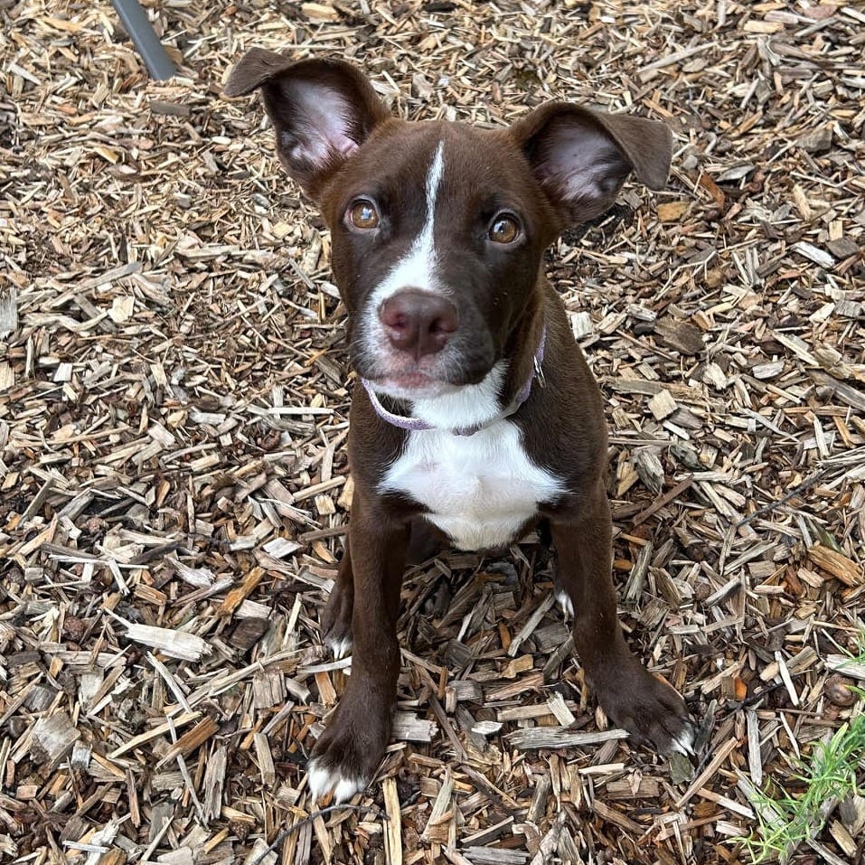 Photo of Benson D71106, adoptable Collie, Border / Retriever, Chocolate Labrador in Minnesota, Minnesota