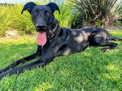 Photo of Gracie Lou, adoptable Labrador Retriever in San Diego, California