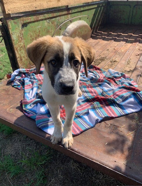 Photo of Meadow, adoptable Anatolian Shepherd in MIDWAY, Utah