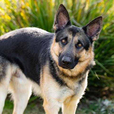 Photo of Virgo, adoptable German Shepherd Dog in Camarillo, California