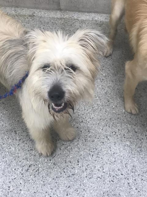 Photo of A432431, adoptable Cairn Terrier in Conroe, Texas