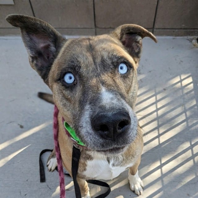 Photo of Flaco, adoptable dog