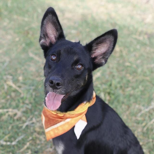 Photo of Demitri, adoptable dog in San Antonio, Texas