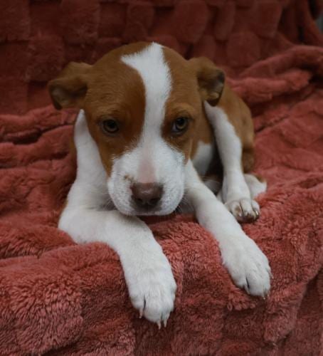Photo of Clover, adoptable Pit Bull Terrier in Thief River Falls, Minnesota