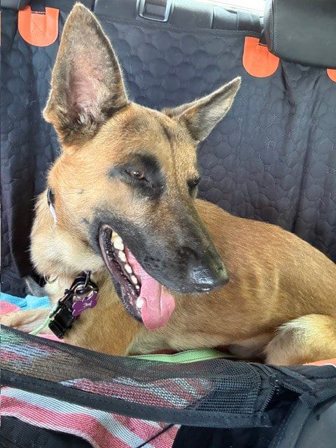Photo of Jasper FKA Duncan located in California, adoptable Belgian Shepherd Malinois in Imlay City, Michigan