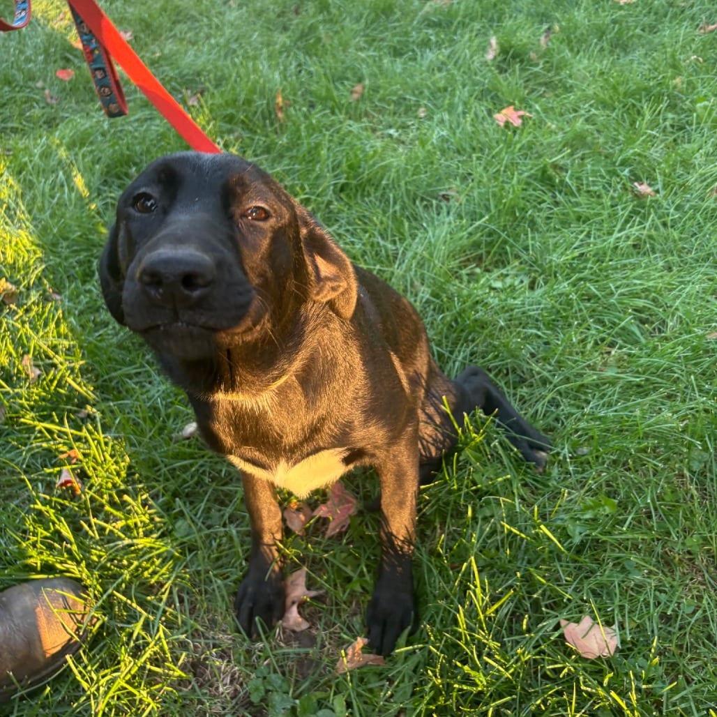 Photo of Bean - Home to Home, adoptable Retriever, Labrador / Husky, Siberian in South Elgin, Illinois