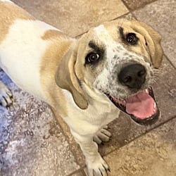 Photo of Greta, adoptable Hound (Unknown Type) Mixed Breed (Medium) in Dumont, New Jersey