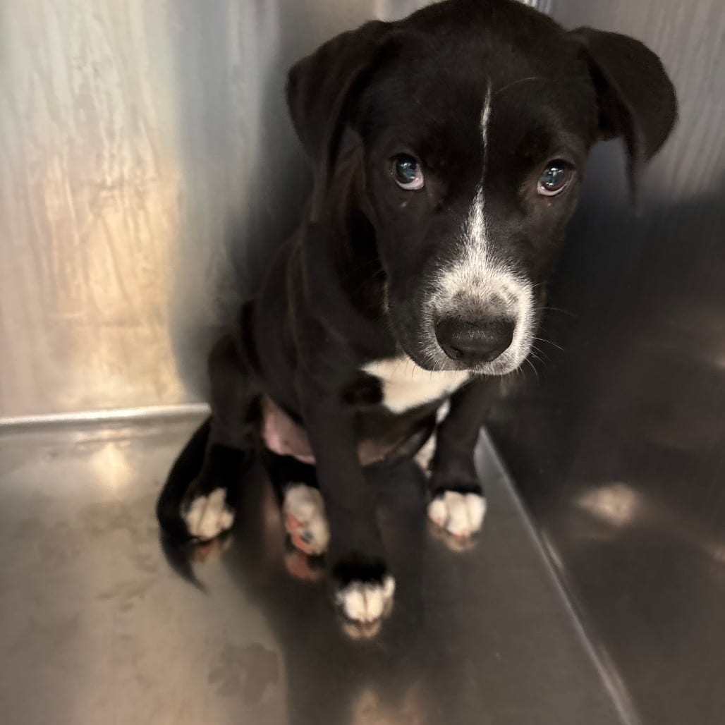 Photo of Mocha, adoptable Mixed Breed (Medium)