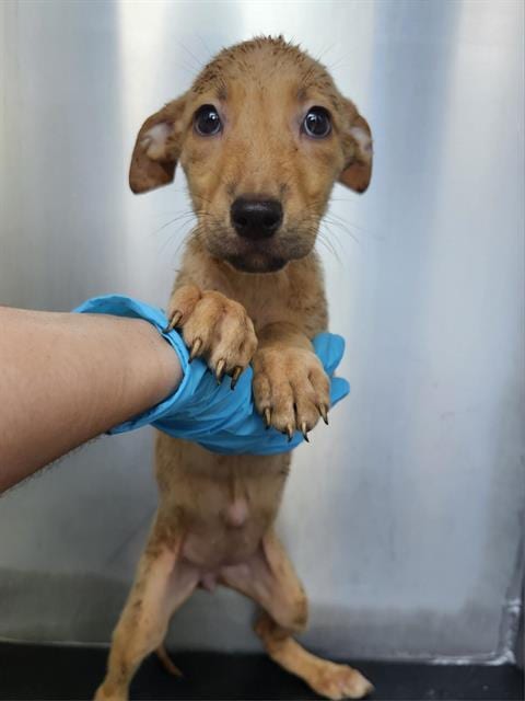 Photo of Evelin, adoptable Labrador Retriever in San Antonio, Texas