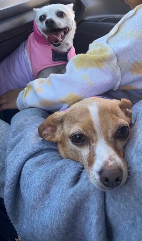 Photo of Mia, adoptable Chihuahua in San Diego, California