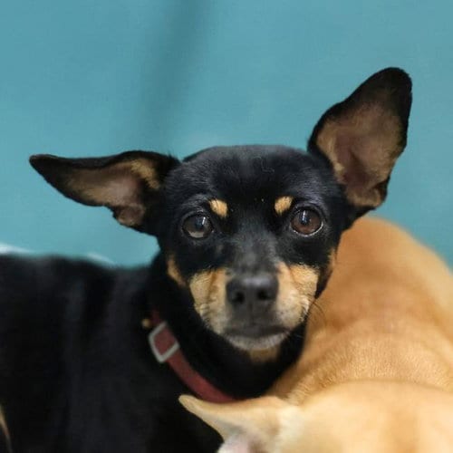 Photo of Camelia, adoptable Chihuahua in San Antonio, Texas