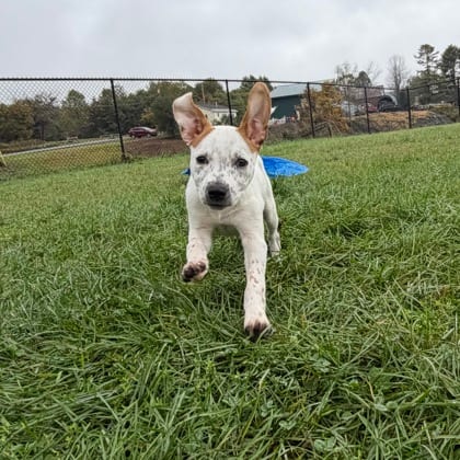 Photo of Dusty, adoptable Mixed Breed in Montpelier, Vermont
