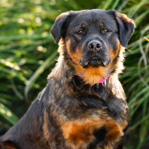 Photo of Keba, adoptable Rottweiler in Camarillo, California
