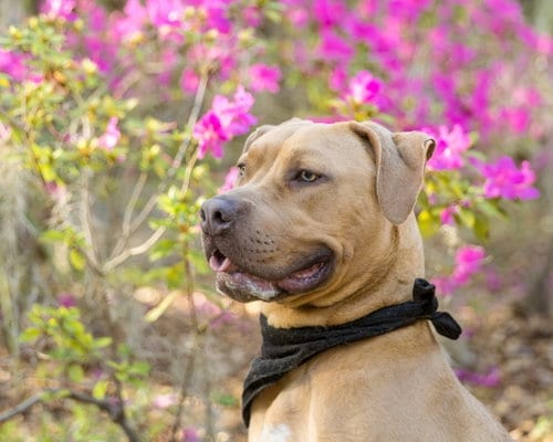 Photo of Citizen Kane, adoptable Unknown breed (short coat) in Gainesville, Florida