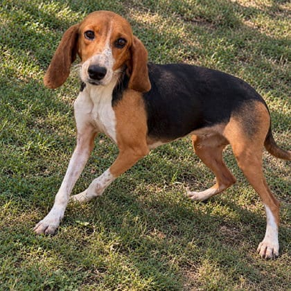 Photo of Florence, adoptable Beagle in Inverness, Florida