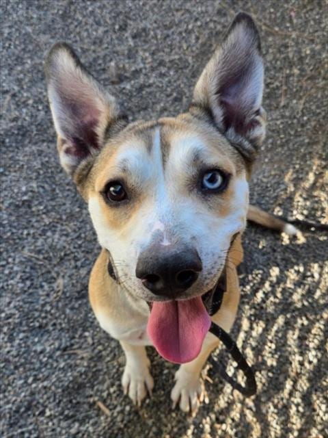 Photo of Princess, adoptable Siberian Husky in Woodland, California