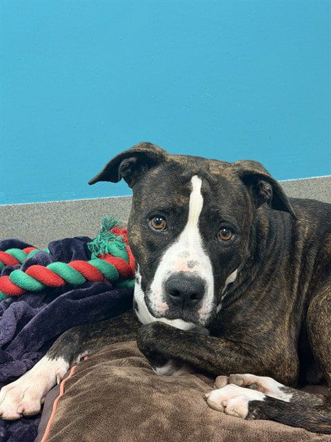 Photo of Eleven, adoptable American Pit Bull Terrier in Miami, Florida